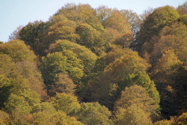 Wald Von Irati Einem Herbsttag — Stockfoto