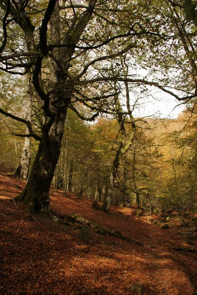 Forest Irati Autumn Day — Stock Photo, Image