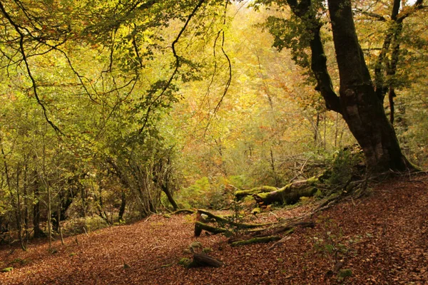 Bosque Irati Día Otoño — Foto de Stock