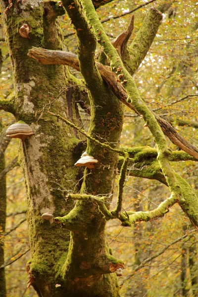 Wald Von Irati Einem Herbsttag — Stockfoto