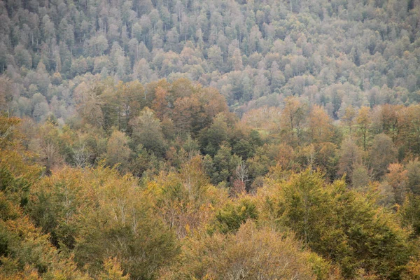 Foresta Irati Una Giornata Autunnale — Foto Stock