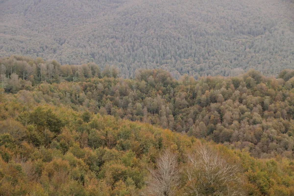 Wald Von Irati Einem Herbsttag — Stockfoto