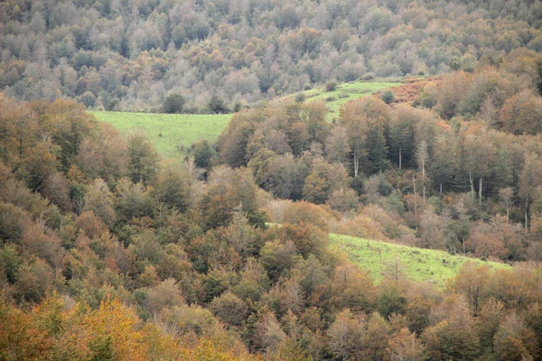 Bosque Irati Día Otoño — Foto de Stock