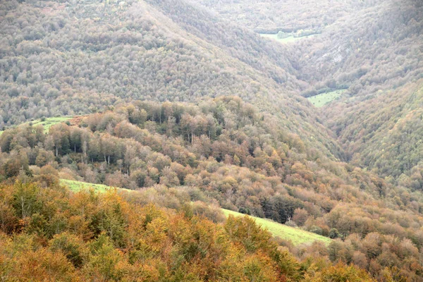 Irati Erdeje Egy Őszi Napon — Stock Fotó