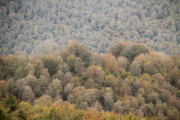 Ліс Іраті Восени — стокове фото
