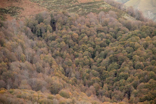 Bosque Irati Día Otoño —  Fotos de Stock