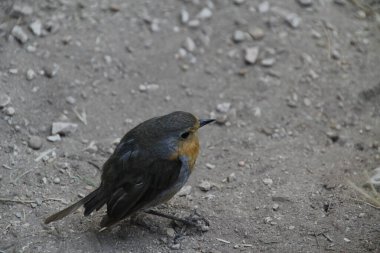 Kırsalda küçük bir kuş