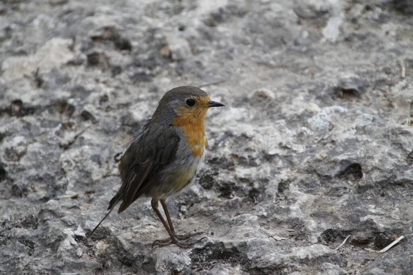 Petit Oiseau Campagne — Photo