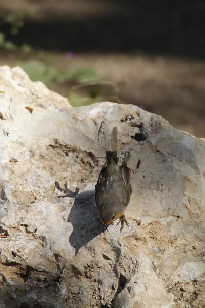 Petit Oiseau Campagne — Photo