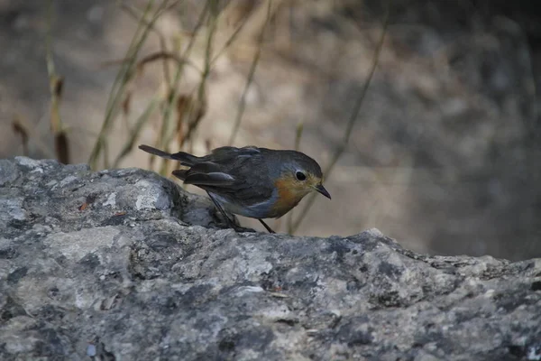 Kleiner Vogel Auf Dem Land — Stockfoto