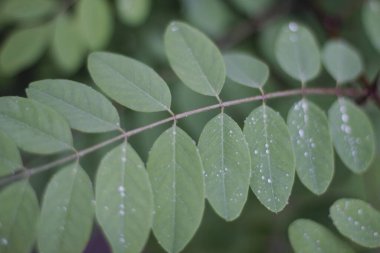 Bir şehir parkında bitki örtüsü