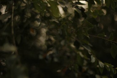 Bir şehir parkında bitki örtüsü