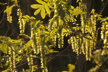 Bir şehir parkında bitki örtüsü