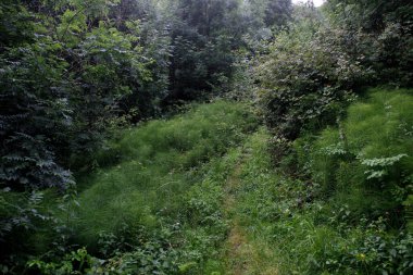 Bir şehir parkında bitki örtüsü