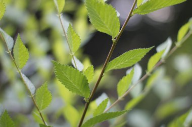 Bir şehir parkında bitki örtüsü