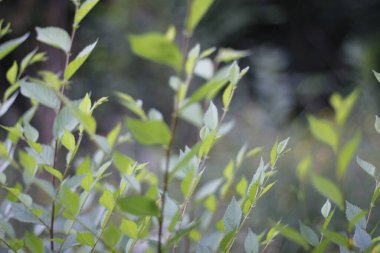 Bir şehir parkında bitki örtüsü