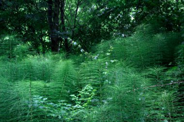 Bir şehir parkında bitki örtüsü