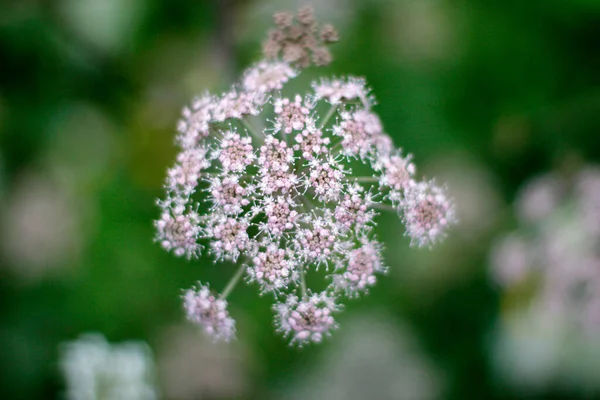 Vegetace Městském Parku — Stock fotografie