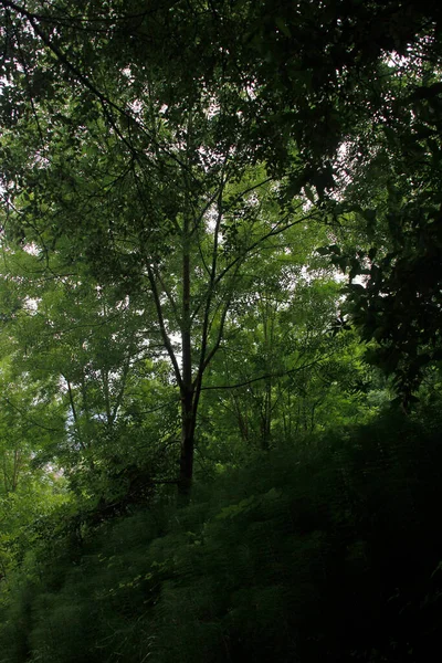 Bir Şehir Parkında Bitki Örtüsü — Stok fotoğraf