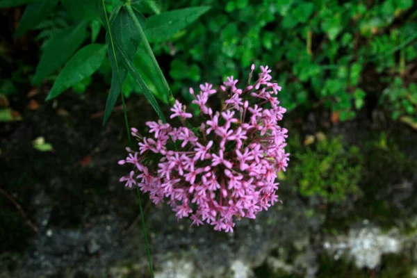 Vegetazione Parco Urbano — Foto Stock