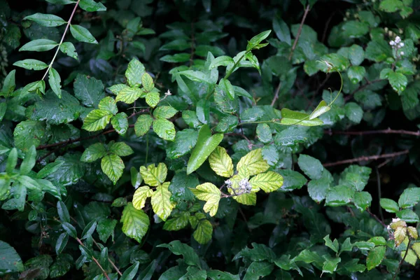 Vegetazione Parco Urbano — Foto Stock