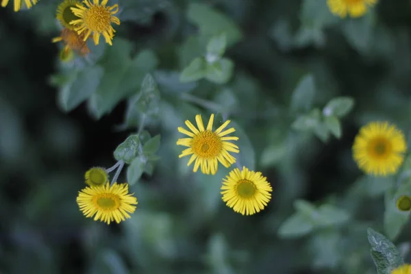 Vegetazione Parco Urbano — Foto Stock