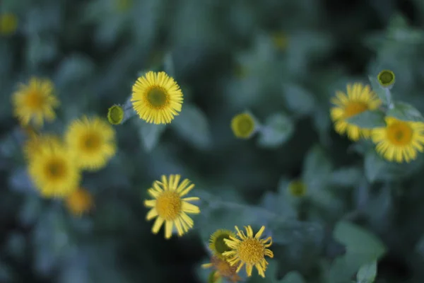 Vegetation Stadtpark — Stockfoto