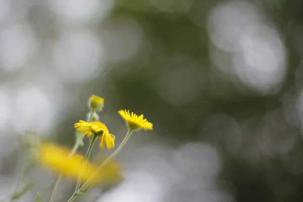 Vegetation Stadtpark — Stockfoto