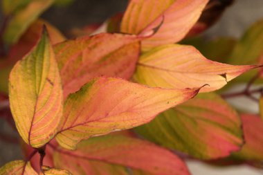 Şehir parkında sonbahar