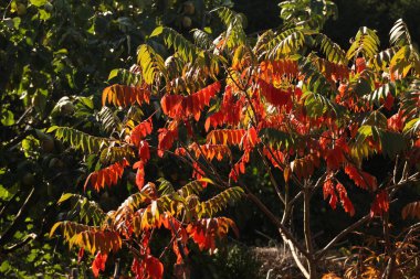 Şehir parkında sonbahar