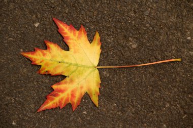 Şehir parkında sonbahar