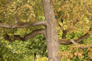 Şehir parkında sonbahar