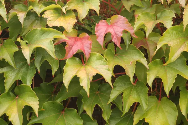 Otoño Parque Urbano — Foto de Stock