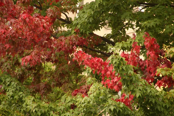 秋天在城市公园里 — 图库照片