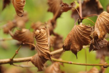 Şehir parkında sonbahar