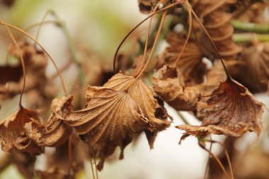 Şehir parkında sonbahar