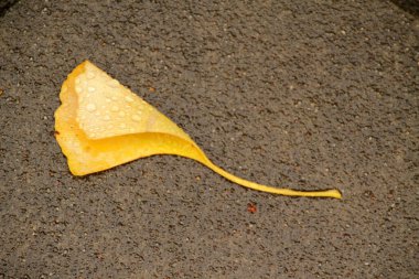 Şehir parkında sonbahar