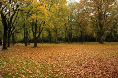 Şehir parkında sonbahar