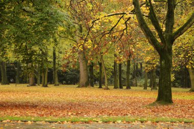Şehir parkında sonbahar