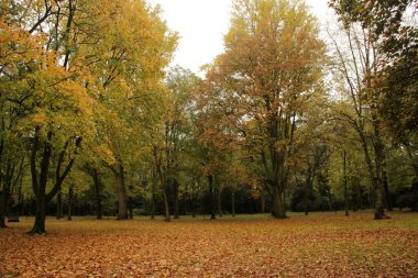 Şehir parkında sonbahar