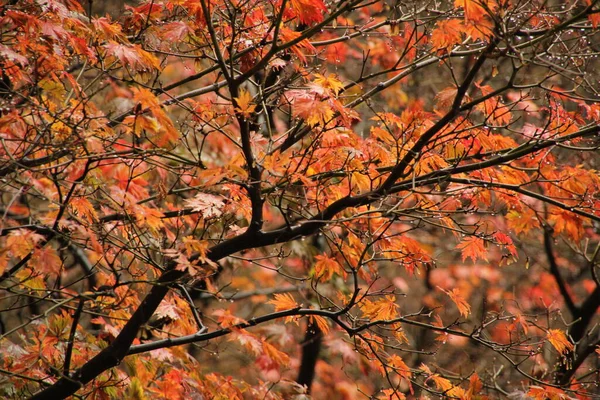 都会の公園の秋 — ストック写真