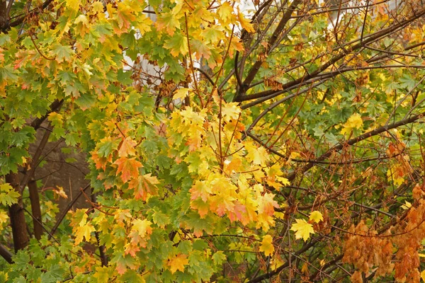 Herbst Stadtpark — Stockfoto