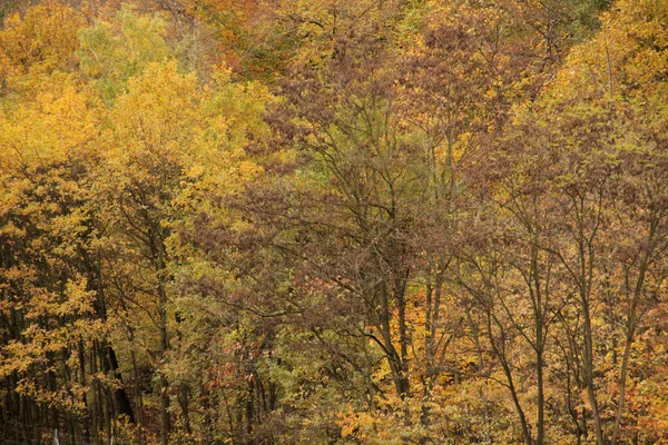Podzim Městském Parku — Stock fotografie