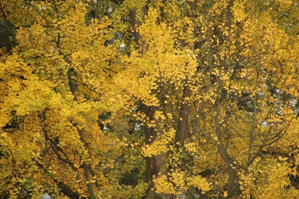 Podzim Městském Parku — Stock fotografie