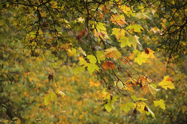 Herbst Stadtpark — Stockfoto