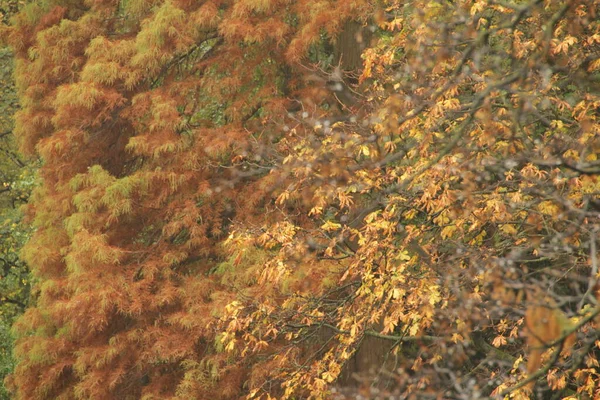 秋天在城市公园里 — 图库照片