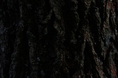 Bir şehir parkında bitki örtüsü