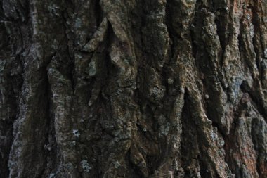 Bir şehir parkında bitki örtüsü