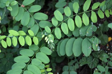 Bir şehir parkında bitki örtüsü