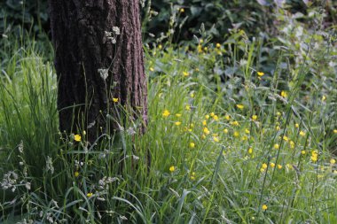 Bir şehir parkında bitki örtüsü